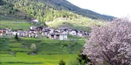 Vermiglio