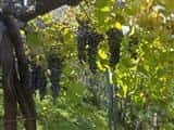 ines and vines of the Amalfi coast - Locali d&#39;Autore